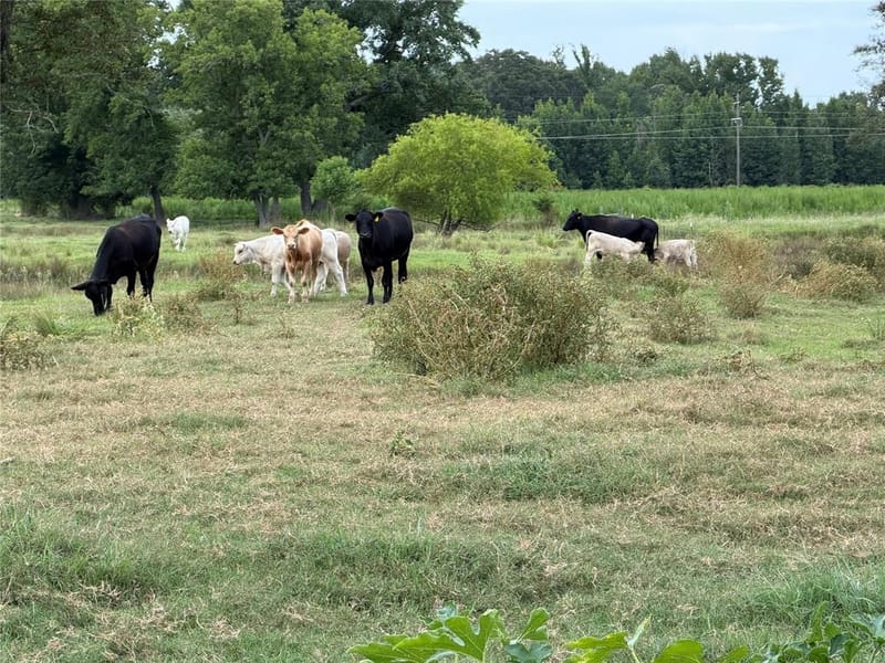 225 Farm to Market Rd 21, Pittsburg TX 75686 - Photo 15