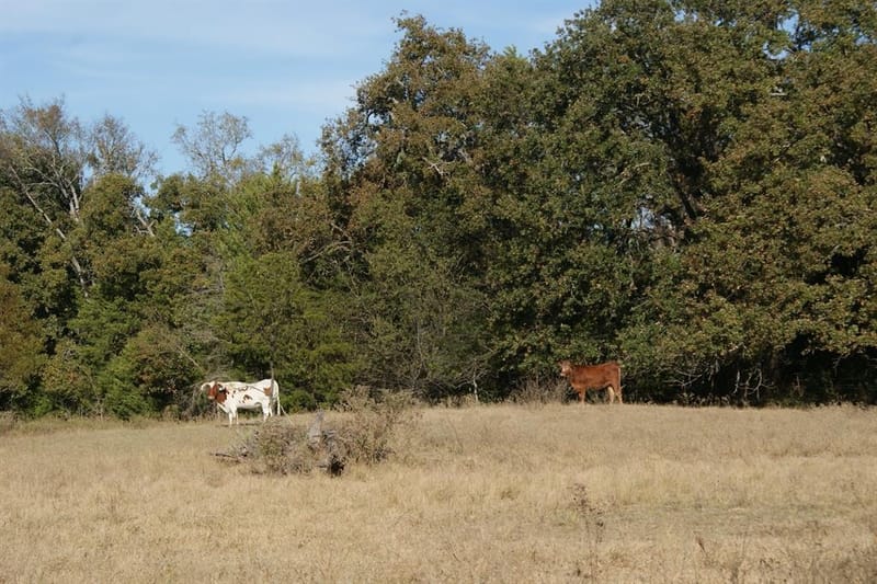 13733 County Road 109, Kaufman TX 75142 - Photo 35