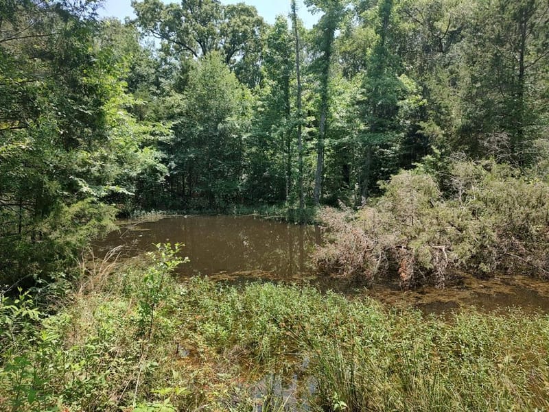 1061 County Road 1807, Yantis TX 75497 - Photo 32
