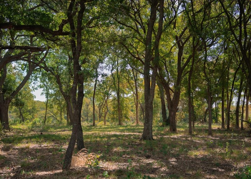 1213 Caballo, Aledo TX 76008 - Photo 17