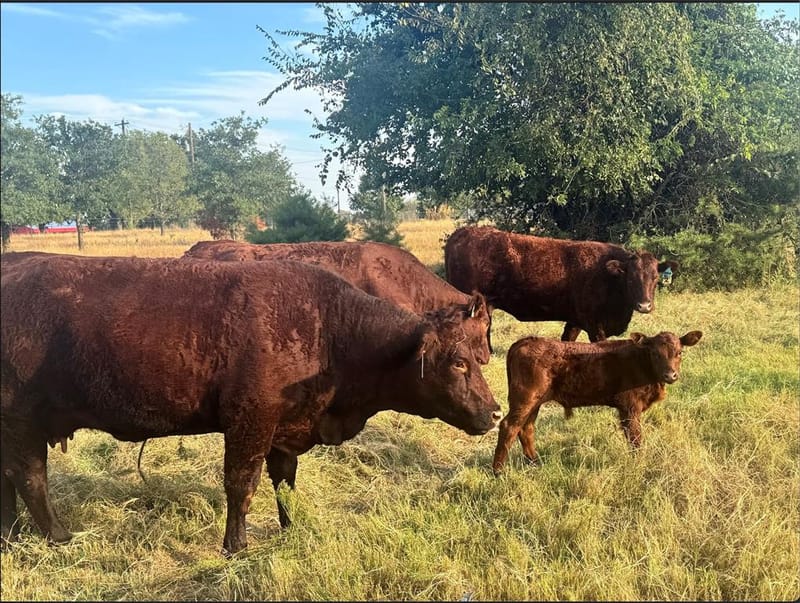 1870 Ross Lane # 1, Springtown TX 76082