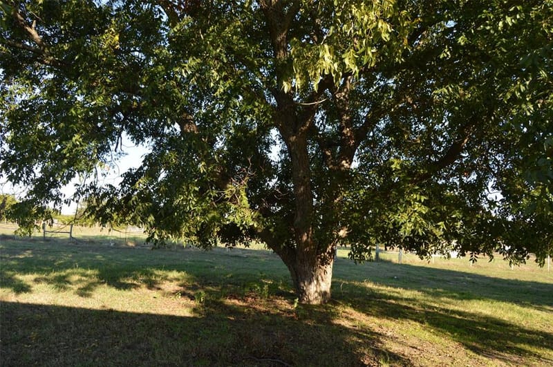 3345 County Road 1125, Farmersville TX 75442 - Photo 24