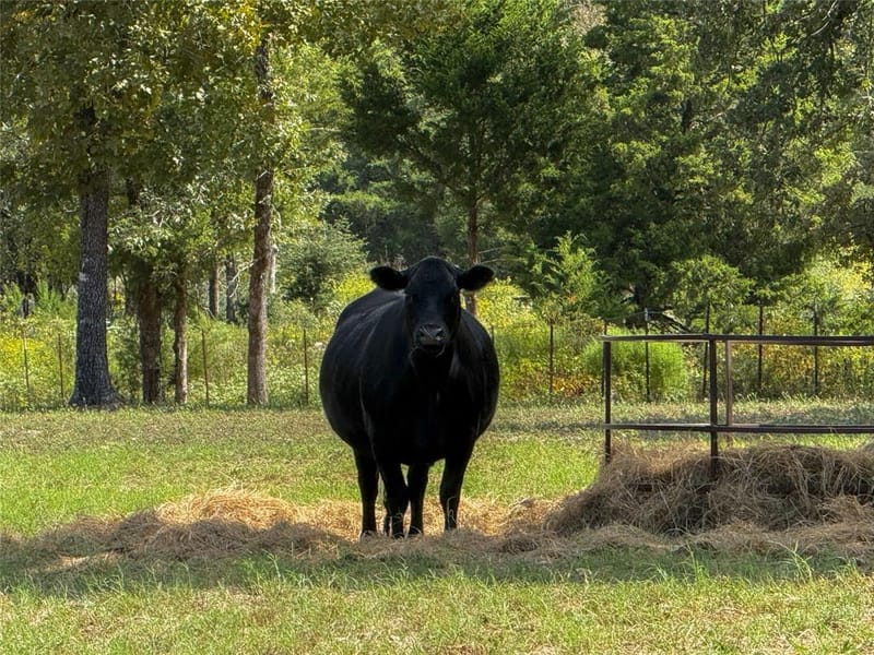 7700 County Road 3700, Athens TX 75752 - Photo 32