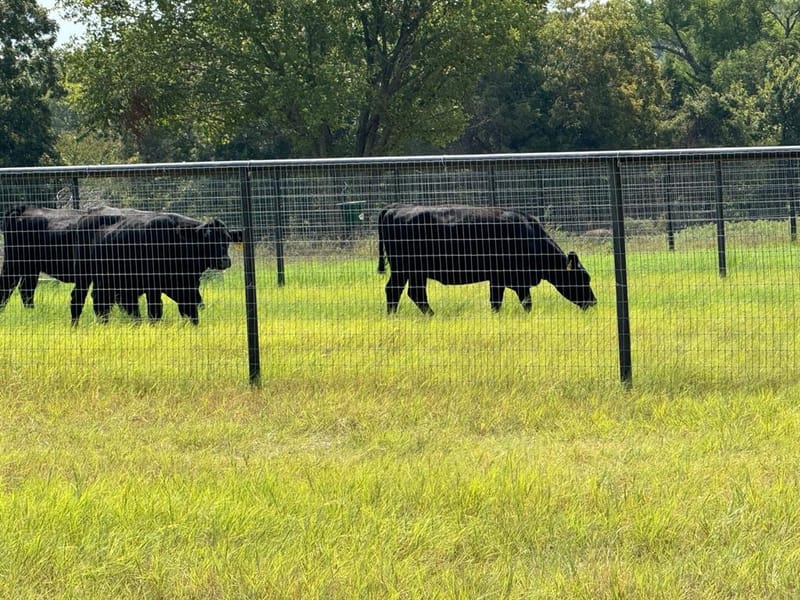 8690 E FM 922 Highway, Valley View TX 76272 - Photo 21