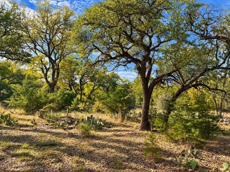 1708 W Main Street, Gatesville TX 76528 - Photo 24
