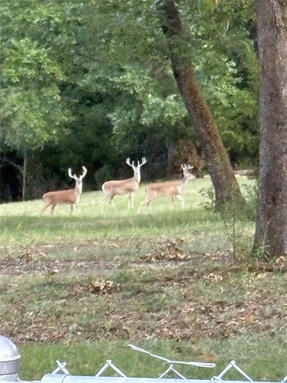 270 County Road 1946 # 1946, Emory TX 75440 - Photo 31