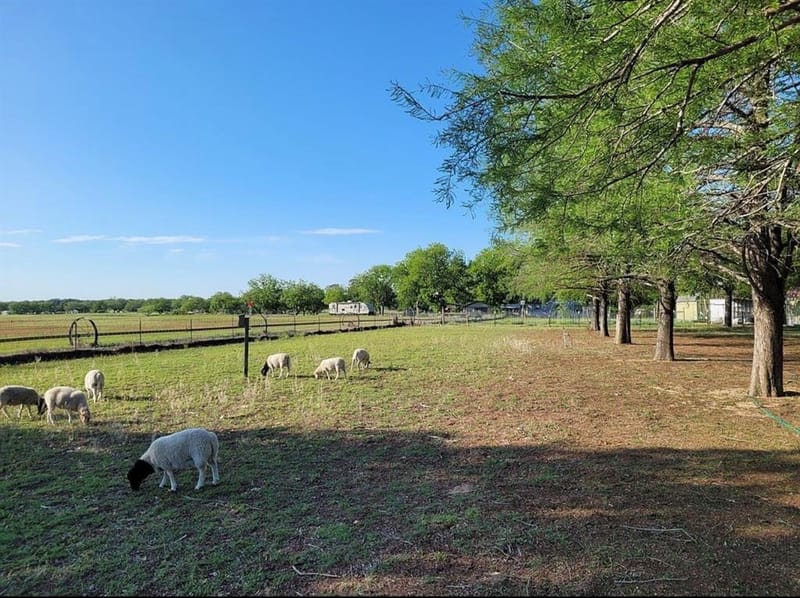1225 S Texas Street, De Leon TX 76444 - Photo 17