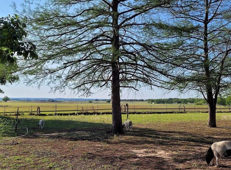 1225 S Texas Street, De Leon TX 76444 - Photo 15