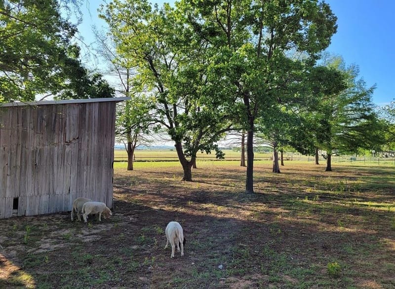 1225 S Texas Street, De Leon TX 76444 - Photo 21